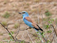 Bird watching in Uzbekistan Bird watching in Uzbekistan
