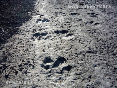 Plateau of Dinosaurs - Hodzhapil