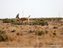 Ecological Center Jeyran Ecological Center Jeyran