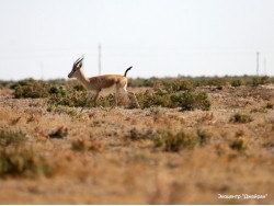 Ecological Center Jeyran