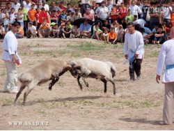 Sheep fighting
