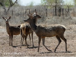 Lower Amudarya State Biosphere Reserve