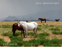 Nurata National Reserve